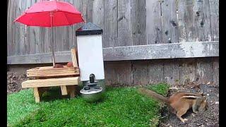Mellie the Chipmunk - Rainy Day Blues!
