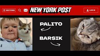 The Next NEIRO?? The Truth About Hasbulla's Cat Barsik (Palito) - 100x Gem Potential???