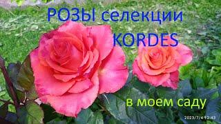 Розы селекции Кordes в моем саду