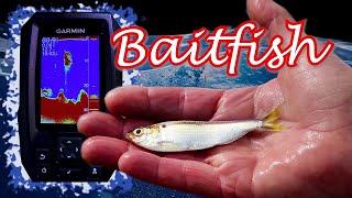 Garmin Striker 4  Identifying Baitfish |Basic Sonar Interpretation|  Fish Finder Tutorial