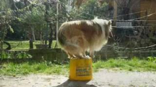 Rough collie tricks - Jessie