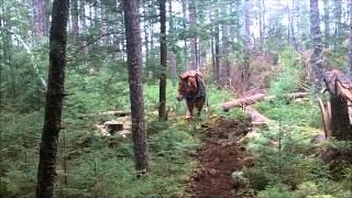 Horse Logging.wmv