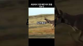 세상에서가장빠른육지동물 TOP 5