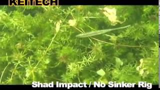 Shad Impact - No Sinker Rig
