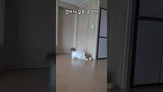 인형 물고 오는 고양이#혼자서도잘놀아요#강아지#인형놀이