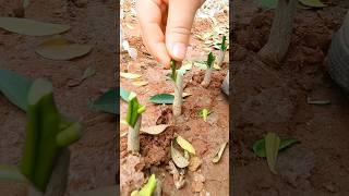 Citrus Grafting  Simple Practical #agriculture #farming