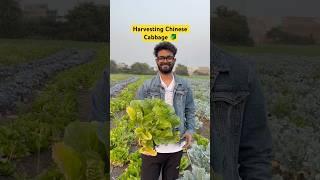 Harvesting Farm Fresh Chinese Cabbage 