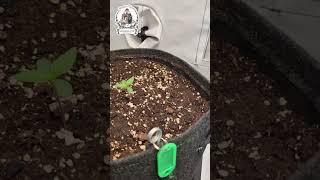 Tag 4 – Mephisto's Wedding | #Auto #Organic  #Grow #Indoor #Daily #Update #MephistoGenetics