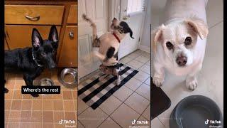 Pretending to put your dog on a diet | TikTok Dogs | TikTok