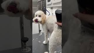 Daisy the Doodle️️️️️ #short #shortvideo #doodle #dog #dogshorts #cutedog