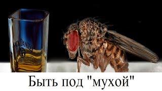 Быть под "мухой"