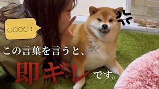 【ムキ顔】人間の言葉を理解してる！？コレを言ったら確実に怒る言葉【柴犬】