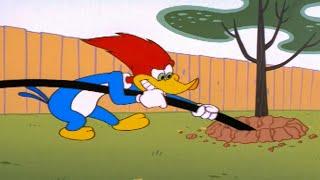 Woody Will Do Anything! | 1 Hour of Woody Woodpecker Full Episodes