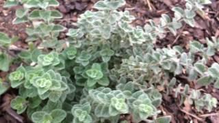 My Prized Origanum Syricacum - Zaatar Plant