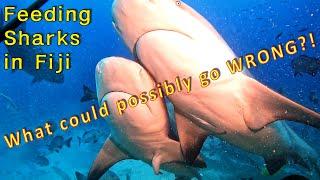 Beqa Island Adventure - Adrenaline Rush Shark Feeding Frenzy. What could possibly go wrong?!