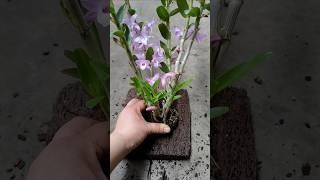 Step by step learn short tutorial grafting your own orchid plant with simple techniques #orchid