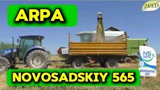 Arpa Novosadskiy 565 urug'lar sotuvda 993280080.#arpa #senaj #ячмень #арпа #сенаж #дон #уруг #агро