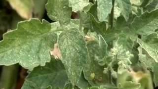 Spider Mites