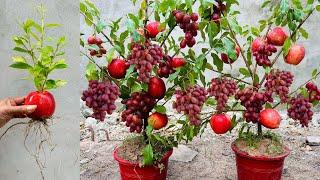 Unique skill Apples with grapes fruits growing fast eggs and aloe vera, how to grow apple trees