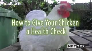 Chicken Health Check with Nettex and Clare Taylor