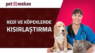 Kedi ve Köpeklerde Kısırlaştırma: Bilmeniz Gereken Her Şey!  #kedi #köpek #KediKısırlaştırma