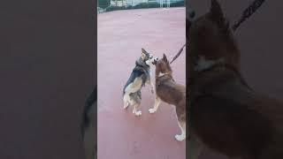 Never ending fight of Huskies