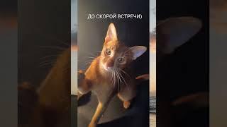 Продается Супер котик#abycat #cat #abyssinian #продажакотят #питомниккошек #котэ #кот #shortsclip