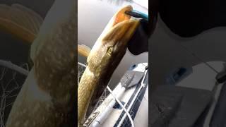 Щука на ДЖИГ #shorts #щука #рибалка