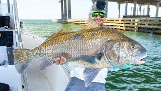 2 Days Chasing Tampa Bay's Bridge BEASTS