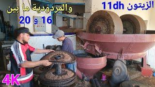 زيت الزيتون البكر الممتاز معصرة تقليدية بالحجرة اليوم الجمعة 01/11/2024