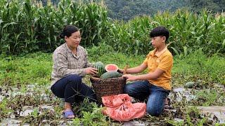 Single mother and son harvest the last watermelon garden to sell - Hoa Thi Thom