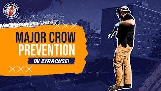 Major Crow Prevention in Syracuse NY | Around Town