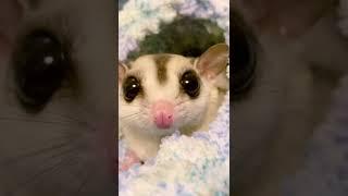 見つめられてるww #フクロモモンガ #フクモモ #小動物 #蜜袋鼯 #sóc #슈가글라이더 #エキゾチックアニマル #scoiattolo