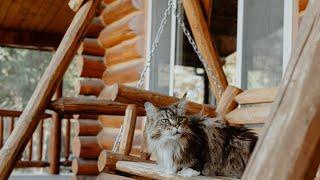 Maine Coons Rent a Log Cabin