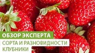 Сорта и разновидности клубники