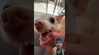 Do you like the kuchi kuchi