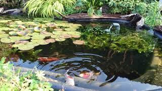 The Shubunkin pond a little more than a month after beginning.