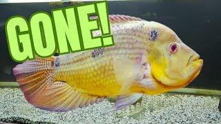 Trimac Cichlid GONE!