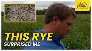 Why This Widely Grown Cover Crop Is a Total Game Changer for Our Farm