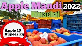 हिमाचल के सेब मंडी से थोक में सेब कैसे खरीदें 2022/ Bandrol Apple Market of Kullu, Himachal Pradesh.