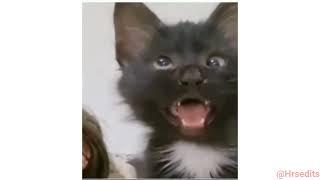 Cross Eyed Cat Meme | Viral Cat Saying Huh Meme New Black Kitten Meme Cat Haan Meme Orginal Video