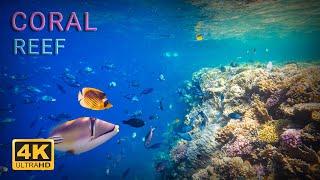 10 Hours Coral Reef 4K + Soothing Music, Sealife & Corals Underwater | fish, Planet Earth