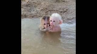 Poor Baby Monkey Struggle ️ | Funny Monkey Video 9 #funny #monkey #animal