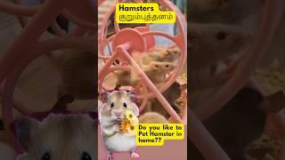 Cute hamster    #hamsters #cutehamsterloveee #funny #ukexplorebites