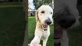 My cutie buddy #buddy #cutie #pet #dogball #puppy #goldendoodle