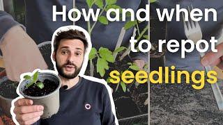 Gardening tips for your seedlings - Growing, Transplanting & Plant Care 