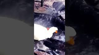 Pekinduck Kakada enjoy shower in the pond 