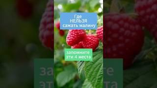 Где нельзя сажать малину! Запомните эти 4 места #сад #огород #дача #малина #посадкамалины