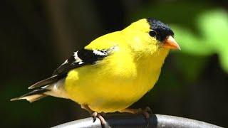 Goldfinch Call | Goldfinch Singing | Goldfinch Sounds | Goldfinch Sound Effect