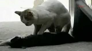 Male cat trying to save the life of another (female) cat (assumed partner)